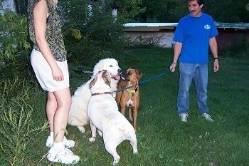 A Great Pyrenees is sitting next to a white barn with a fawn Boxer and a white with brown Bulldog smelling its head. There is a man in a blue shirt holding the bulldogs leash and a lady in a green shirt and tan shorts standing next to the dogs.