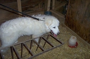 A Great Pyrenees is standing in hay inside of a coop looking happy with its tongue hanging out.
