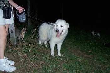 A white Great Pyrenees is on a retractable leash being held by a lady standing in grass surrounded by cats. There are two cats laying in grass to the right of it with their eyes glowing in the dark. To the left of it is a gray tiger cat coming out from the open gate of the chicken coop.