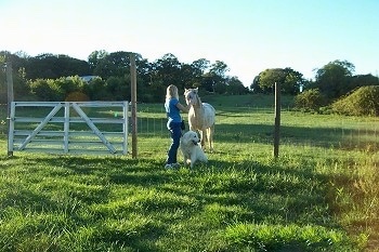 A Great Pyrenees is sitting next to a lady in a blue shirt in front of a wire fence with a horse behind it who the lady is petting.