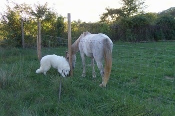 A Great Pyrenees is standing in grass on one side of a wire fence with a horse on the other side.