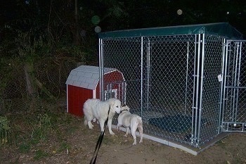 A Great Pyrenees and A white with brown Bulldog are standing next to each other on the side of an outdoor dog kennel.