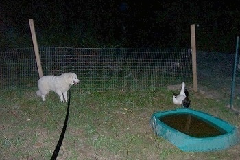 A Great Pyrenees is standing in grass looking at three ducks in front of a green splash pool full of muddy water. There is a wire fence with wooden poles behind them.