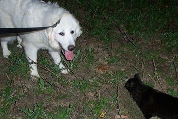 A Great Pyrenees is standing in grass face to face with a black cat.