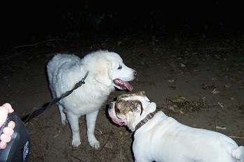 A Great Pyrenees and A white with brown Bulldog are standing face to face on a dirt path. There mouths are open and tongues are out