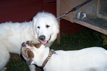 A Great Pyrenees and A white with brown Bulldog are standing face to face next to a rabbit hutch. The Bulldog is curious and the Great Py is relaxed and happy.