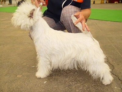 The left side of a West Highland White Terrier that is posing in a show dog stack on a concrete surface.