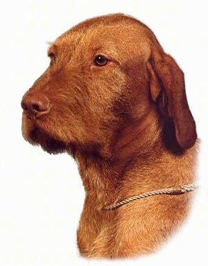 The front right side of a red Wirehaired Vizsla's head with a rope collar around its neck.