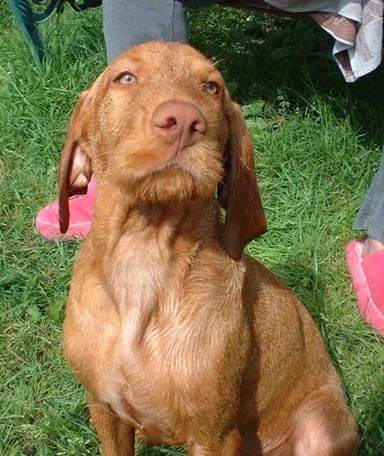 A red Wirehaired Vizsla puppy is sitting in a field. It is standing in grass and it is looking up. There is a person wearing pink shoes behind it. The dog has yellow eyes.