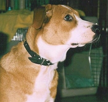 Close Up - The right side of a brown with white Austrian Shorthaired Pinscher that is standing across a room. It is looking towards the right and there is a crate behind it.