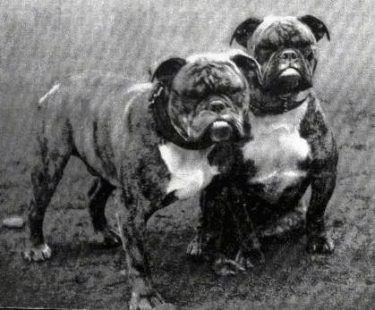 A picture of two brindle Bulldogs one is sitting and the other is standing