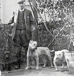 A picture of a man that is standing next to two bulldogs on leashes.