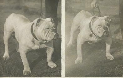 Two pictures of a white bulldog that is standing standing next to a person.