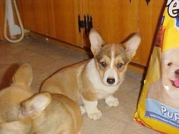 A small, short-legged, tan with white Pembroke Welsh Corgi is sitting on a tiled floor in front of a bag of puppy food.