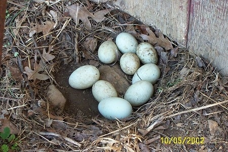 A group of duck eggs are laying in a hole next to a barn.