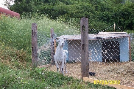 A gray goat is standing in hay inside of a pen looking out of a chain link fence. There is a small blue house shelter behind it.