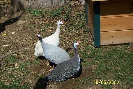 Three guinea fowl are standing in patchy grass looking in different directions next to a cedar cat house.