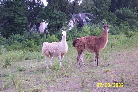 Llamas standing side by side in a field in front of trees.