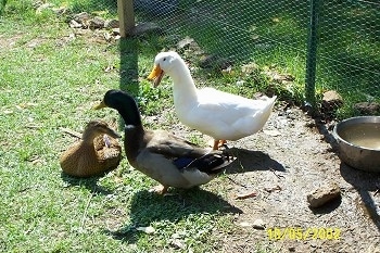 Two ducks arestanding in mud next to a duck that is laying down out in a yard. There is a water bowl behind them.