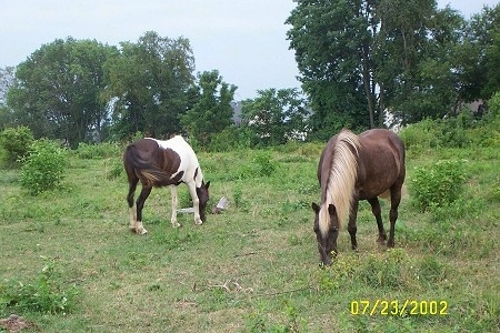 A brown pony with blonde hair is eating grass next to an brown and white paint pony who is also grazing.