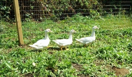 Right Profile - Three white Muscovy ducks are walking along a fenceline on top of weeds.