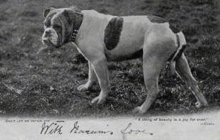 A black and white picture of the left side of a Bulldog that is standing across a field.