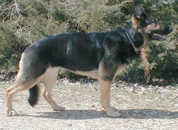 Right Profile - A black and tan German Shepherd is standing on a path in front of large bushes
