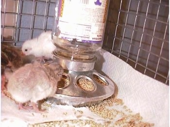 A light blue keeet eating feed from a food dispencer with a white baby keet behind it.