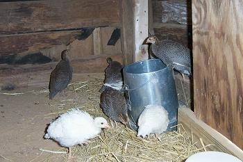 A keet is standing on top of a silver food dispenser while 3 keets peck at the food below. There are other keets standing in front of a wooden wall