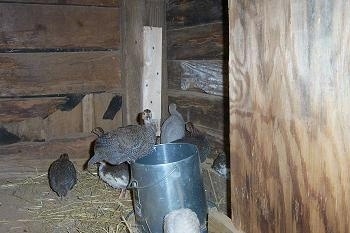 A keet is perched on the food dispenser. In the background, the rest of the keets are standing in the hay.