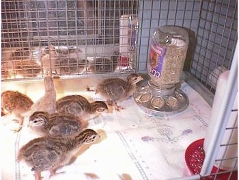 One keet is looking at its reflection in a mirror, which is placed behind the cage. One keet is standing in front of the feed dispenser. A couple are walking to the right of the cage and others to the left