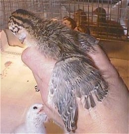 The wing of a keet with the feathers starting to grow in extended in a persons hand. There are other keets down below in the cage.