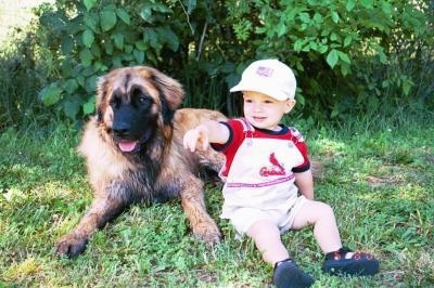 A Leonberger is laying in grass and there is a toddler-aged child wearing a white baseball cap sitting next to it and pointing forward.