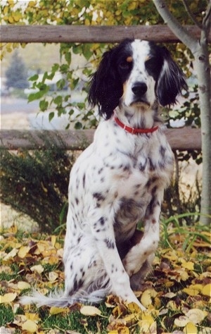 A black and white with tan Llewellin Setter is sitting in grass that is covered in leaves in front of a wooden split rail fence.