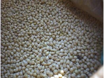 Close up - A bag full of tan looking millet.