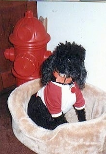 A black Miniature Poodle is wearing a red and white shirt while sitting in a tan dog bed inside of a house. There is a large red plastic fire hydrant behind the dog.