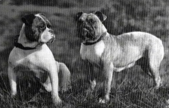 A black and white pitcure of two Bulldogs that are sitting in a field.