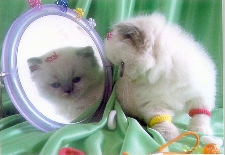 Vanity the fluffy white kitten is sitting on a green backdrop and looking in a mirror with hair clips and hair bands all over her and the mirror