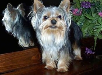 The front left side of a black with brown Yorkshire Terrier dog standing on a wooden ledge. To the left of it is a mirror and behind it is a fake plant. The dog has a black nose, dark eyes and perk ears with long hair hanging from the sides of its face.