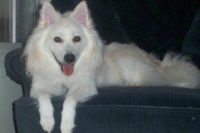 A white American Eskimo dog is laying on a blue arm chair with its front paws over the edge. Its mouth is open and tongue is out.