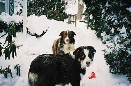 Two Australian Shepherds standing in the snow in front of a house