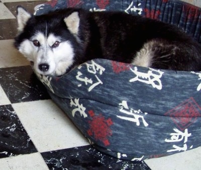 The left side of a black with white Alaskan Malamute that is laying down in a dog bed