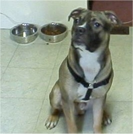 A large breed, grey with black and white Boxer/Pit Bull mix is wearing a black harness, sitting on a white tiled floor with a food and water dish behind it looking up and to the left.