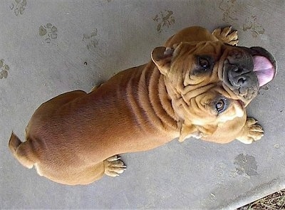 English Bulldog standing outside with its mouth open and looking up at the camera holder, view straight down from the top
