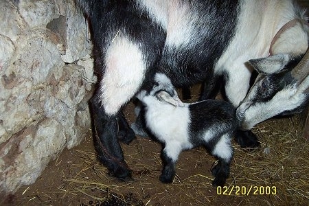 Close up - A black and white kid goat is feeding from its black and white mother.