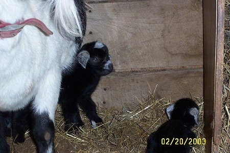 An adult goat with her two babies - A black with white kid goat is standing under its black and white mother. There is another baby laying down   looking to the right.