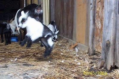 A black and white kid goat is jumping in the air. It mother and sibling are behind it.