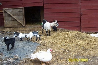 Four kid goats, an adult mother goat and a white with red duck in front of an open barn stall door.