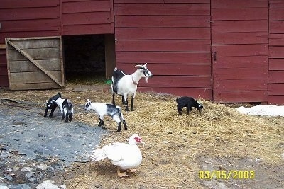 Four kid goats, an adult mother goat and a red Muscovy duck in front of an open barn stall door.