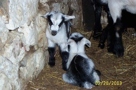 A black and white kid goat is laying in dirt and there is another kid goat standing against a stone wall looking down at its sibling that is laying down.